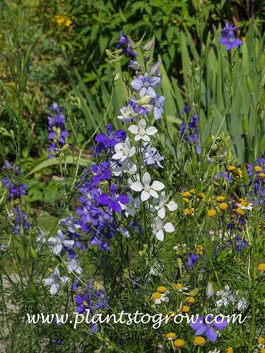 Larkspur (Consolida ajacis)